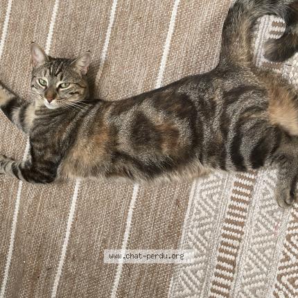 Photo de chat perdu à Roussillon