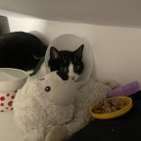 Photo de chat perdu à Maisons Laffite