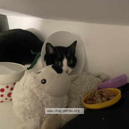 Photo 1/1 Chat retrouvé Perdu à Maisons laffite