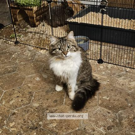 Photo 1/1 Chat retrouvé Perdu à Champagne Sur Seine