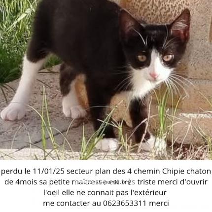 Photo de chat perdu à Villevieille