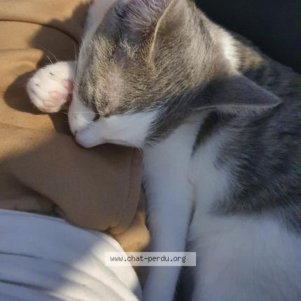 Photo 1/1 Chat retrouvé Perdu à Cournon D Auvergne