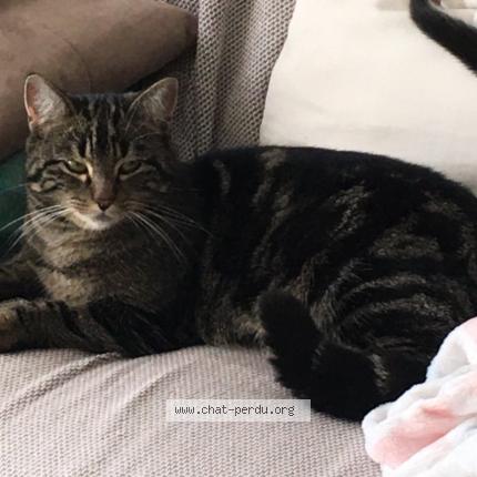 Photo 1/1 Chouquette Chat perdu à La chapelle moutils