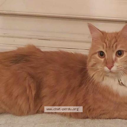 Photo 1/1 Chat retrouvé Trouvé à Thouare Sur Loire