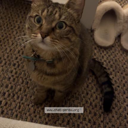 Photo 1/1 Chat retrouvé Perdu à Reims