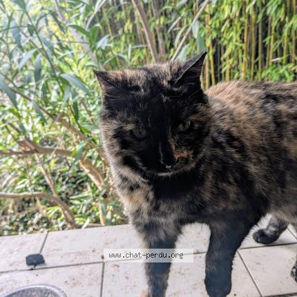 Photo de chat trouvé à Portes Les Valence Valence