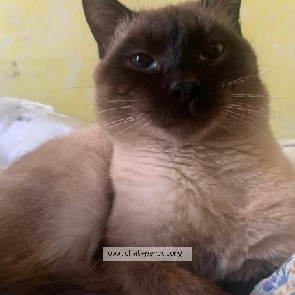 Photo 1/1 Chat retrouvé Perdu à Herblay Sur Seine