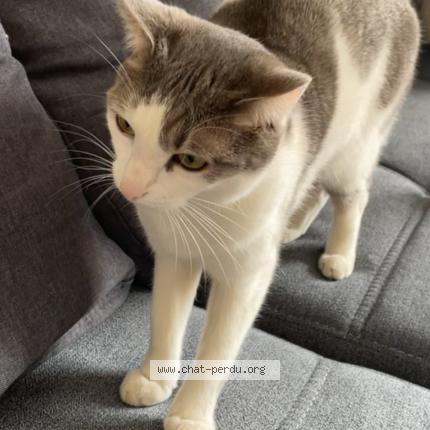 Photo 1/1 Shelby Chat perdu à Liffol le grand