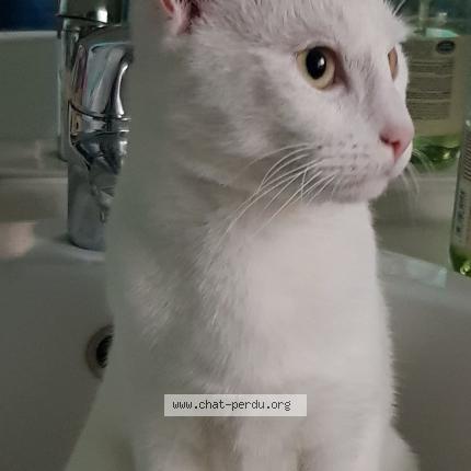 Photo 1/1 Ramsès Chat perdu à Brebieres