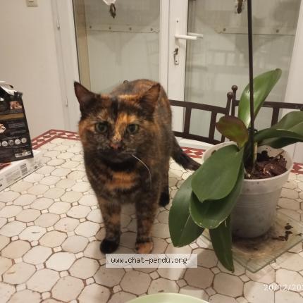 Photo de chat perdu à Cloyes Sur Le Loir