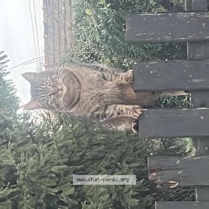 Photo 1/1 Chat retrouvé Perdu à Chatres Sur Cher