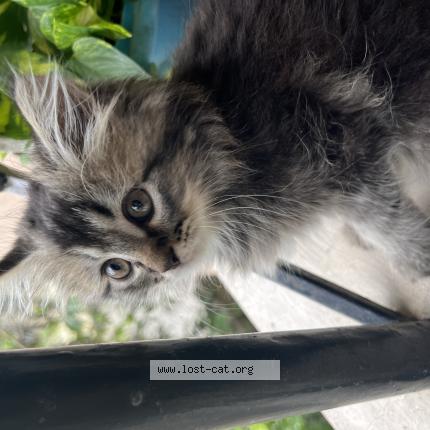 Photo 1/1 Watson Chat perdu à Cochin