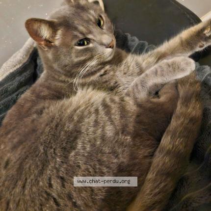 Photo de chat perdu à Garchizy