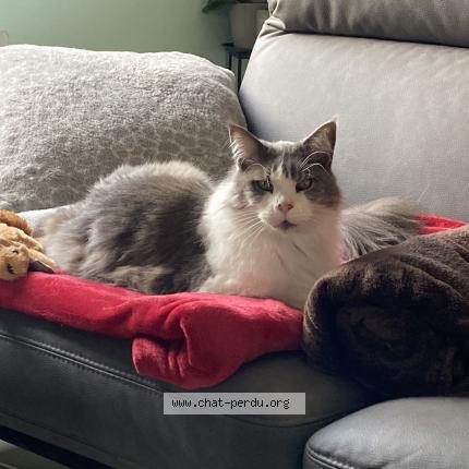 Photo 1/1 Cibelle Chat perdu à Ruoms