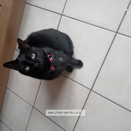 Photo de chat perdu à St Barthelemy