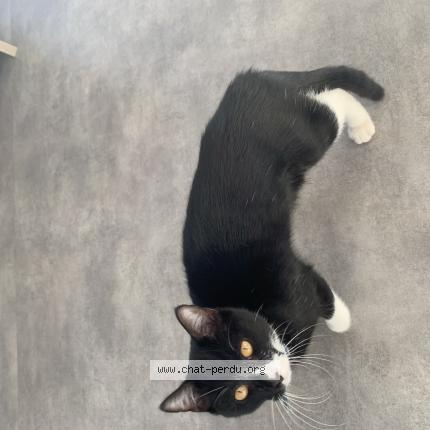 Photo 1/1 Chat retrouvé Trouvé à Clisson