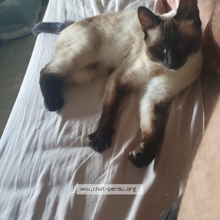 Photo de chat perdu à Ivry Sur Seine