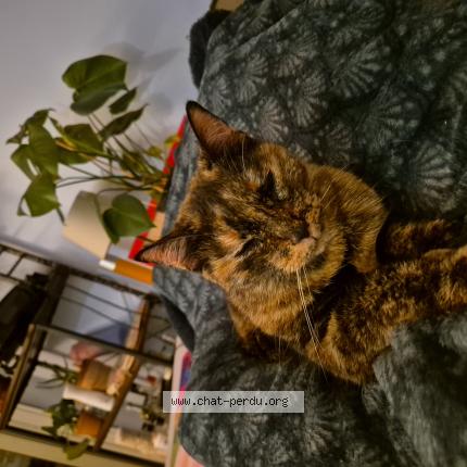 Photo 1/1 Chat retrouvé Perdu à Creteil