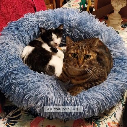 Photo 1/1 UDELIA Chat perdu à La ferte gaucher