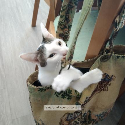 Photo 1/1 Moon Chat perdu à Bon encontre