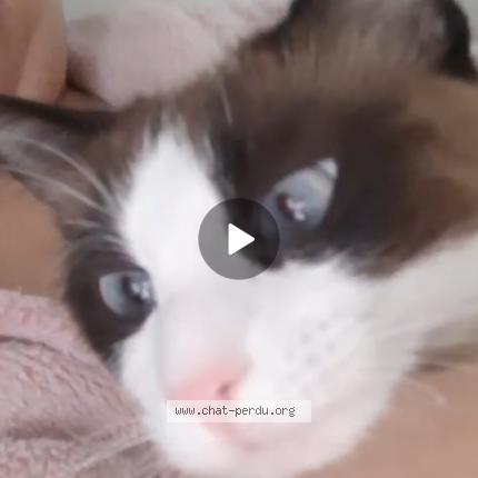 Photo 1/1 Chat retrouvé Perdu à Villeurbanne