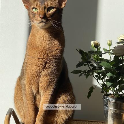Photo 1/1 Chat retrouvé Perdu à Paris