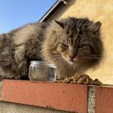Photo de chat trouvé à Pace