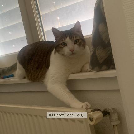 Photo de chat perdu à Chasse Sur Rhone