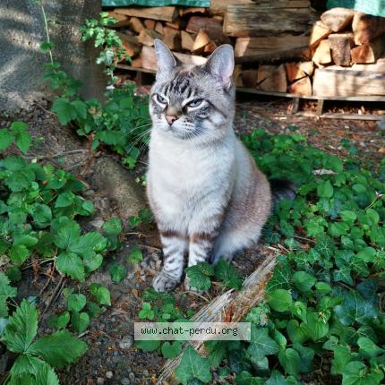 Photo 1/1 Hérésie Chat perdu à Les martres d artiere