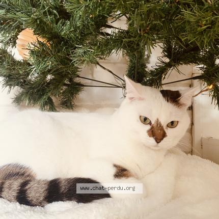 Photo 1/1 Nymeria « Nym » Chat perdu à Montreuil