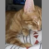 Photo de chat perdu à Valdahon
