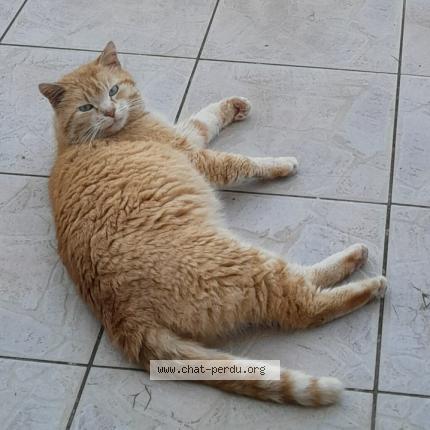 Photo de chat perdu à Saint Hilaire De Riez