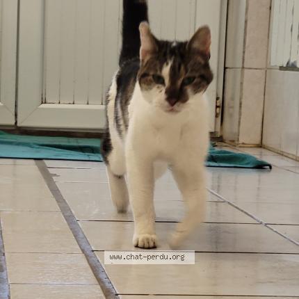Photo de chat trouvé à Soings En Sologne