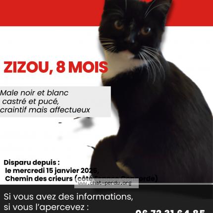 Photo 1/1 Chat retrouvé Perdu à Villeneuve D Ascq