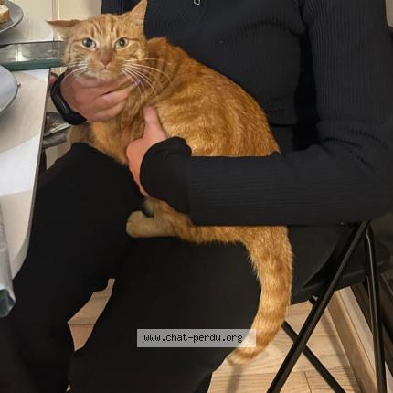 Photo 1/1 Chat retrouvé Perdu à Toulouse