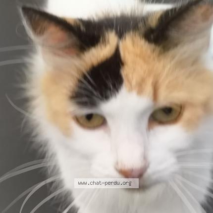 Photo de chat perdu à Chateau D Olonne
