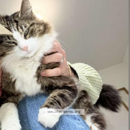 Photo de chat perdu à Perols