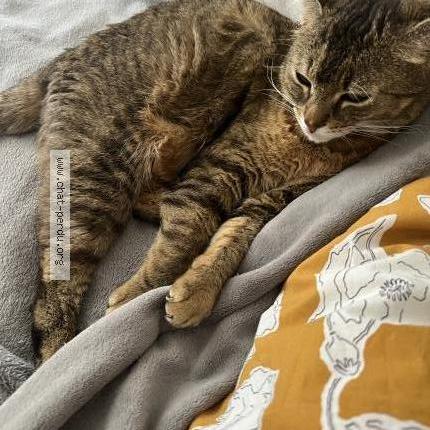 Photo 1/1 Maru Chat perdu à Houilles