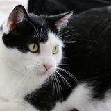 Photo de chat perdu à Viroflay