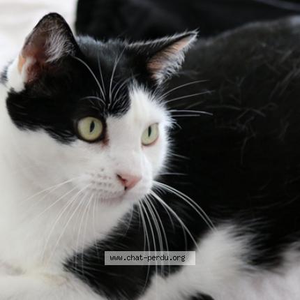 Photo 1/1 Chat retrouvé Perdu à Viroflay