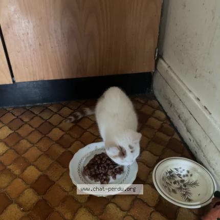 Photo 1/1 Chat retrouvé Perdu à Courbevoie
