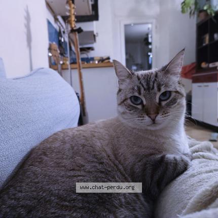 Photo de chat perdu à Marseille