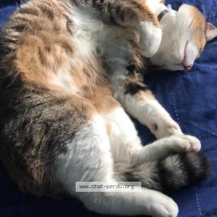 Photo de chat perdu à La Chapelle Sur Erdre