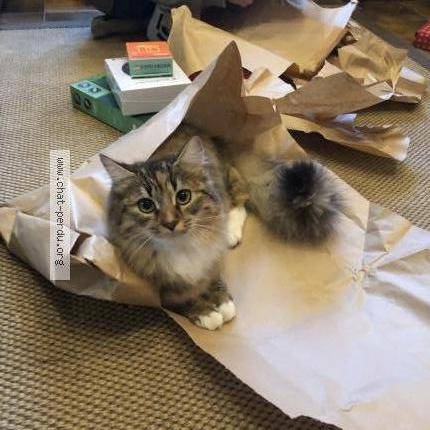 Photo de chat perdu à Cleguer