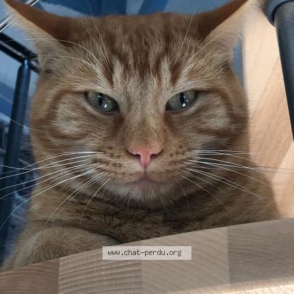 Photo de chat perdu à Paizay Le Tort