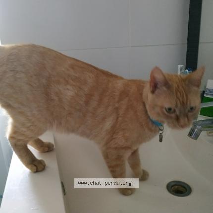 Photo de chat perdu à Lannion