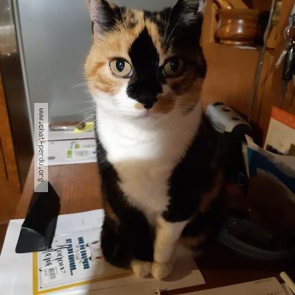 Photo de chat perdu à Moyenneville