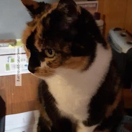 Photo 2/2 Chat retrouvé Perdu à Moyenneville
