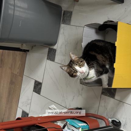 Photo de chat perdu à Rouen
