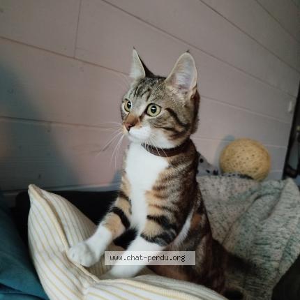Photo 1/1 Chat retrouvé Trouvé à Bois Guillaume
